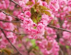 开云体育在线-羽毛与獠牙，老鹰在生死第七战冲垮森林狼