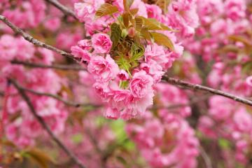 开云体育在线-羽毛与獠牙，老鹰在生死第七战冲垮森林狼