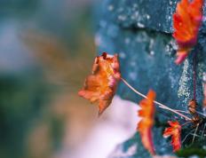 开云体育下载-范戴克爆发引领巴萨逆转，最后一刻绝杀佛罗伦萨