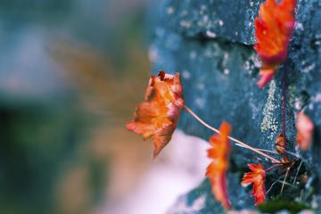 开云体育下载-范戴克爆发引领巴萨逆转，最后一刻绝杀佛罗伦萨