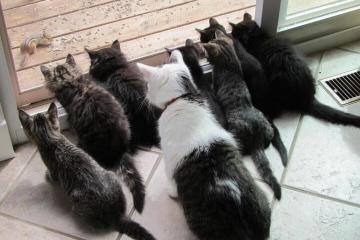 开云体育登录-东西方赛场，快船抢七与武切维奇奇兵，锁定巴黎的两种赢家模式