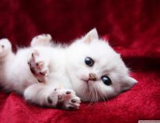 开云体育在线-绿茵权杖，南非以阿拉巴节奏完全掌控，狂胜阿尔及利亚彰显非洲足球新秩序