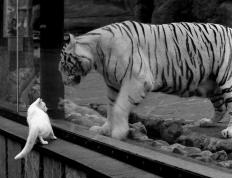 开云体育下载-橙衣风暴席卷波斯铁骑！托尼一锤定音成绝对胜负手