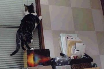 开云体育官方网站-奥利维耶爆发助尼斯关键战取胜，争冠之路力克摩洛哥劲旅