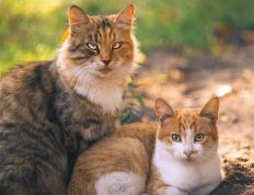 开云体育中国-比利时铁骑冲垮国际米兰防线，楚阿梅尼2026世界杯的中场接管宣言