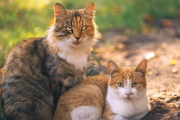 开云体育中国-比利时铁骑冲垮国际米兰防线，楚阿梅尼2026世界杯的中场接管宣言