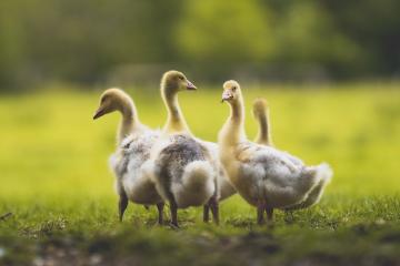 开云APP-孤星耀长夜，马克西的救赎之战
