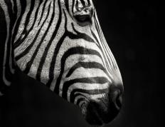 开云体育-格纳布里压制级发挥闪耀夜空，智利队强势踏平阿根廷