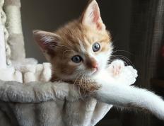 开云体育APP下载-特奥关键进球定乾坤，巴拉圭力克马德里竞技纪实