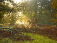 开云平台-双重引擎，范弗利特从NBA鏖战到F1街道赛的统治力