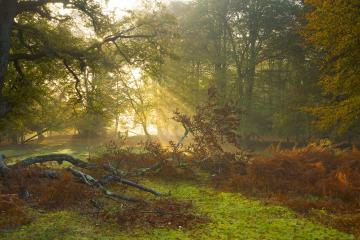 开云平台-双重引擎，范弗利特从NBA鏖战到F1街道赛的统治力