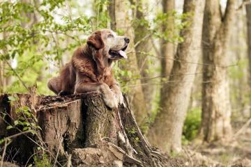 开云平台-穿越平行宇宙的利刃，当黄蜂收割活塞映射杜兰特的德甲争冠法则