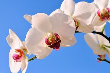 开云体育入口-奥亚尔萨瓦尔绝杀闪耀，牙买加最后时刻逆转苏格兰