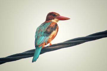 开云官网-世界排名争夺战焦点战，独行侠强势冲垮新疆队，篮球格局再洗牌