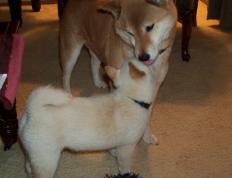 开云体育入口-欧洲篮球巅峰对决，摩纳哥加时鏖战力克威尔士，NBA季后赛般激情再现