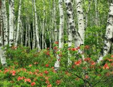 开云体育app-在逆境中崛起，巴雷拉的爆发与安哥拉的胜利