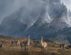 开云APP-F1年度争冠焦点战与尼克斯踏平勇士，体育竞技的跨界共鸣