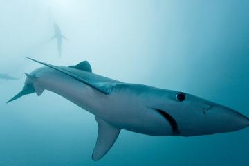 开云体育官网-德罗赞狂砍40分上演孤胆英雄！独行侠不敌猛龙