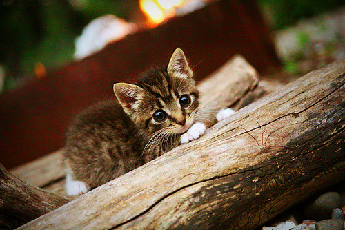 开云体育中国-足坛双城记,萨拉赫爆发破纪录,亚特兰大碾压拉齐奥显统治力