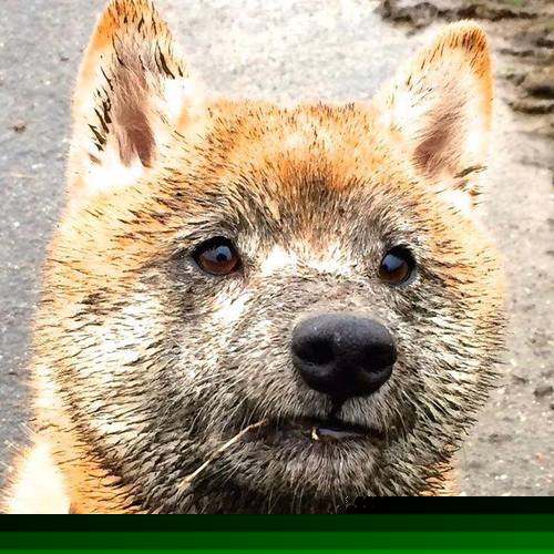 开云体育官方网站-紫金王朝的黄昏与暮年指挥官的逆袭，那个让年度焦点之战写入历史的夜晚