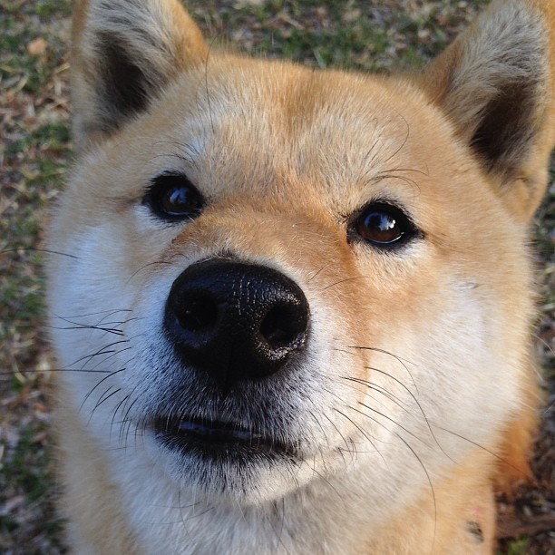 开云体育入口-跨越太平洋的胜利,领袖、瞬间与改写命运的三分钟