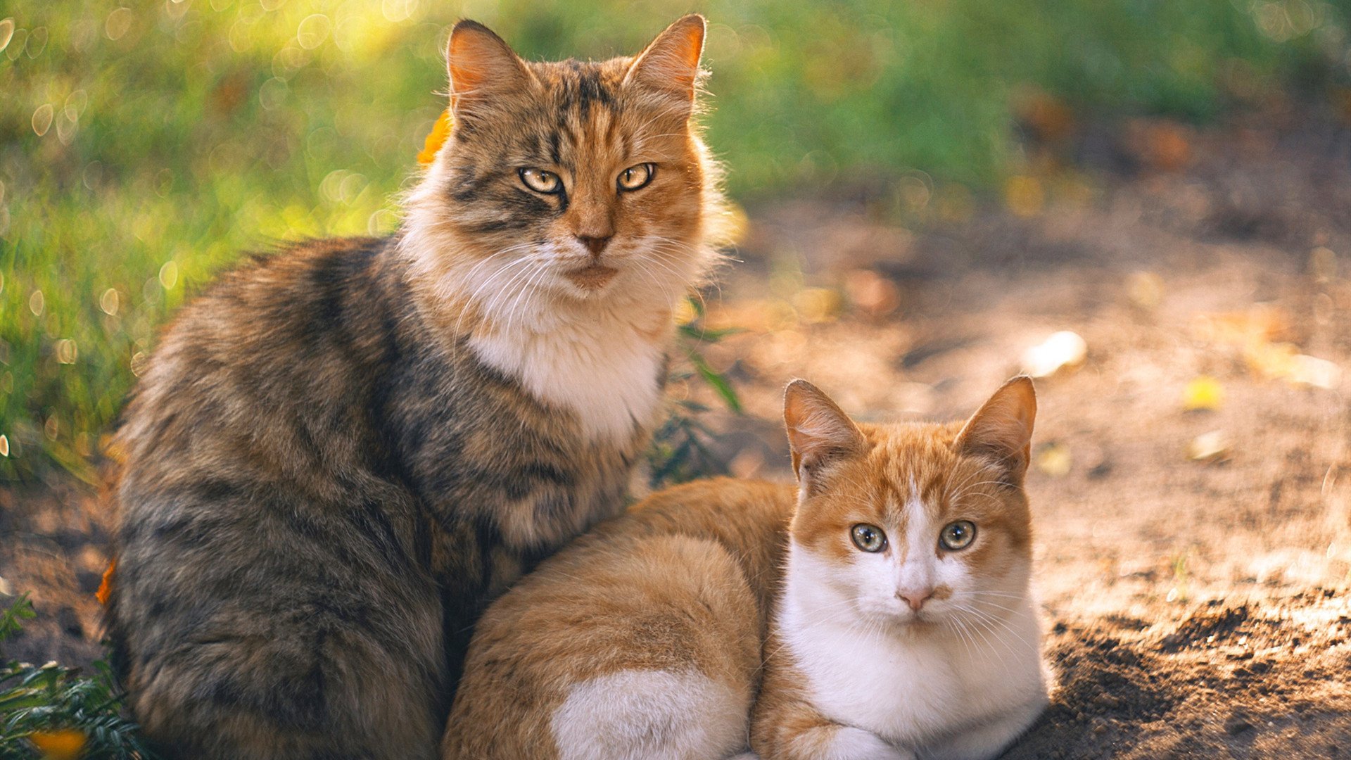 开云APP-F1年度争冠焦点战与尼克斯踏平勇士，体育竞技的跨界共鸣