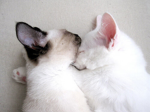 开云体育app-节奏之王，杰伦·格林如何用一己之力定义了深圳与掘金的攻防之魂