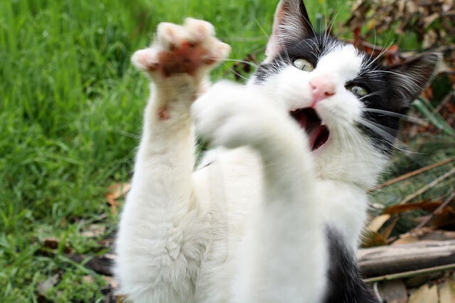 开云体育-篮球世界的平行宇宙,当广东队碾压湖人,杜兰特在欧冠半决赛接管比赛