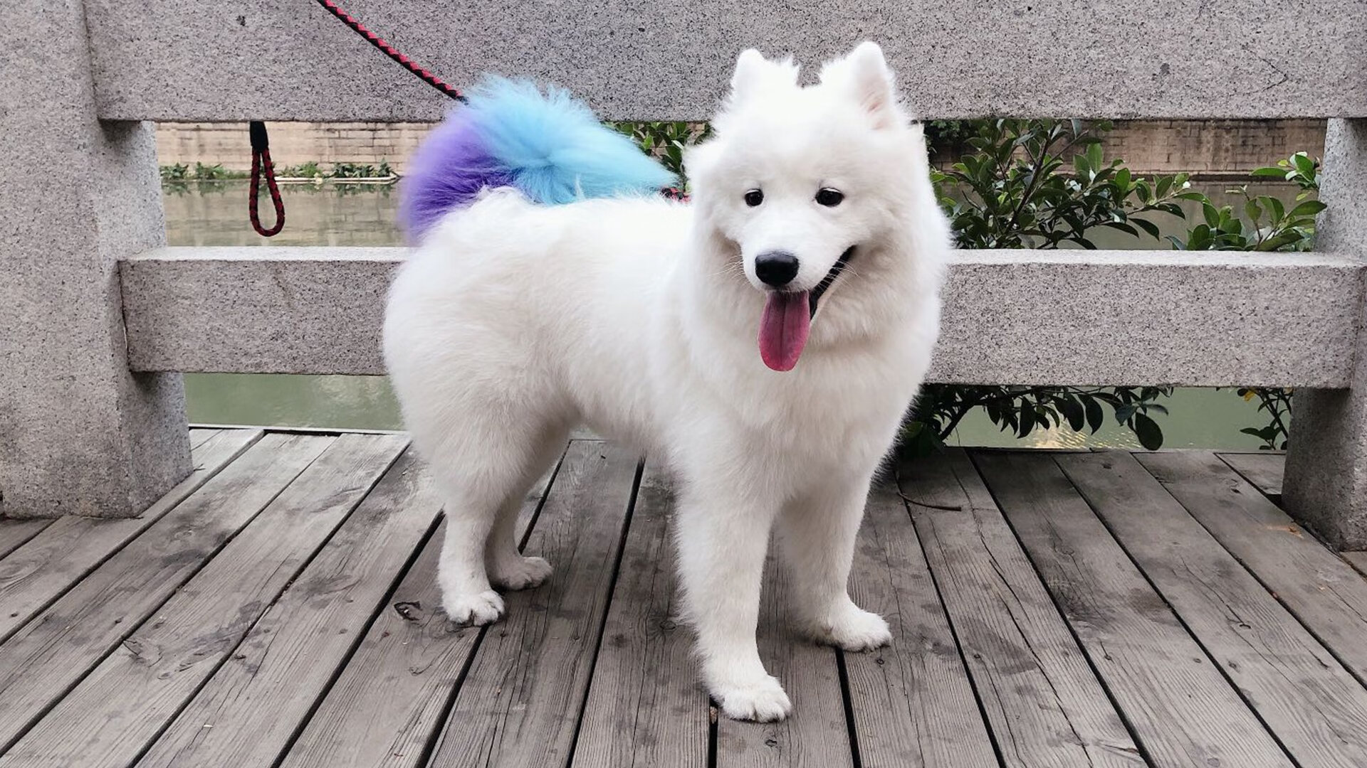 开云官网-广厦克猛龙，布克造杀伤，一场定义战力的双向镜像对决