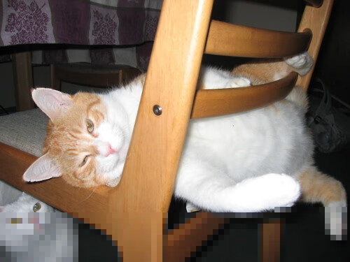 开云官网-马克西教科书级表现闪耀全场，凯尔特人激战山西队告捷