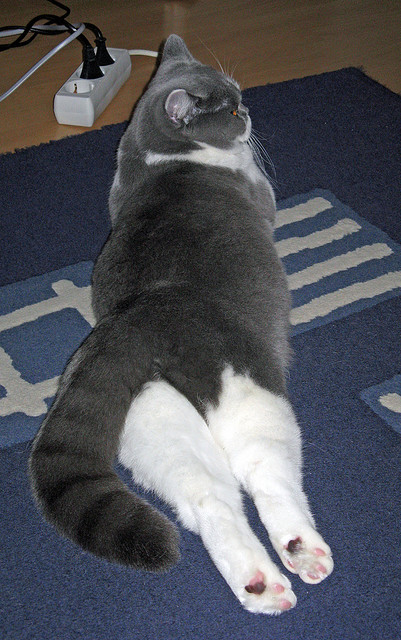 开云体育APP下载-惊天逆转!浙江队翻盘吉林队,武切维奇全场最佳毫无争议