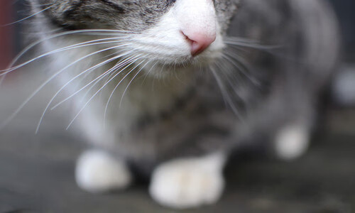 开云体育平台APP-从诺坎普到五棵松，论现代体育防守体系—西甲德比与雄鹿锁死上海队的战术共鸣