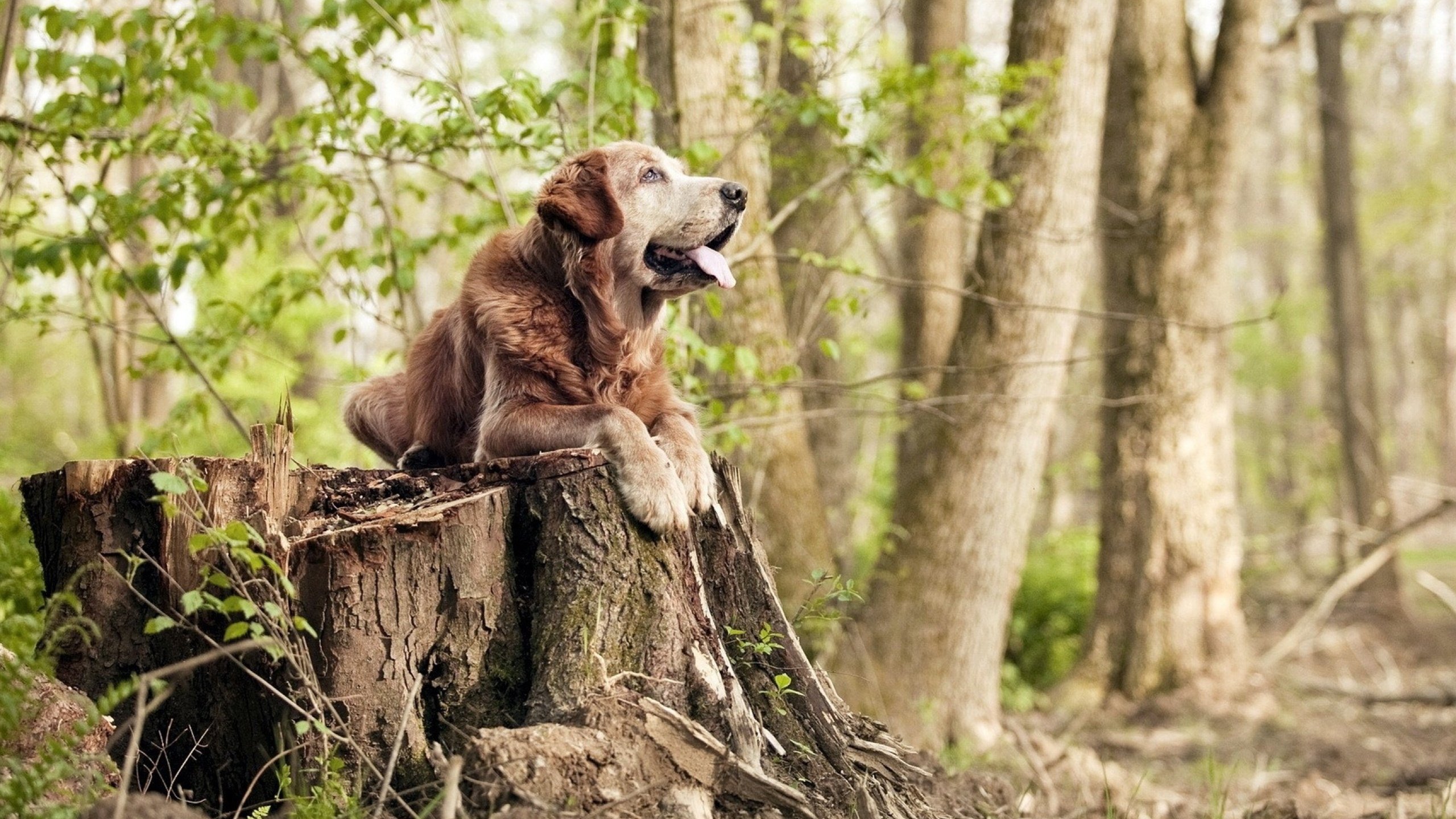 开云体育官方网站-NBA季后赛之夜,小贾伦一手掌控比赛走势
