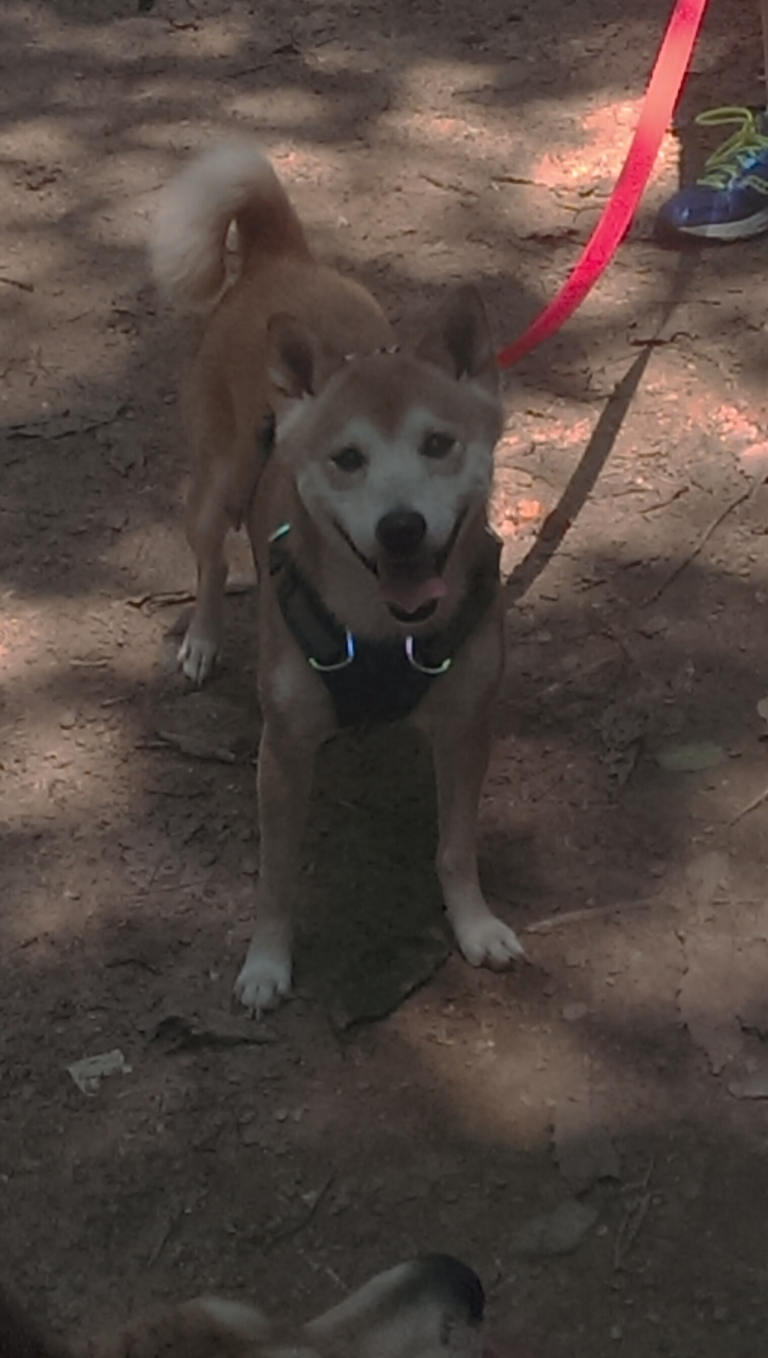 开云体育下载-足球平行宇宙,当尼斯战术棋局击溃牙买加天赋,黄喜灿在欧冠之巅完成进化