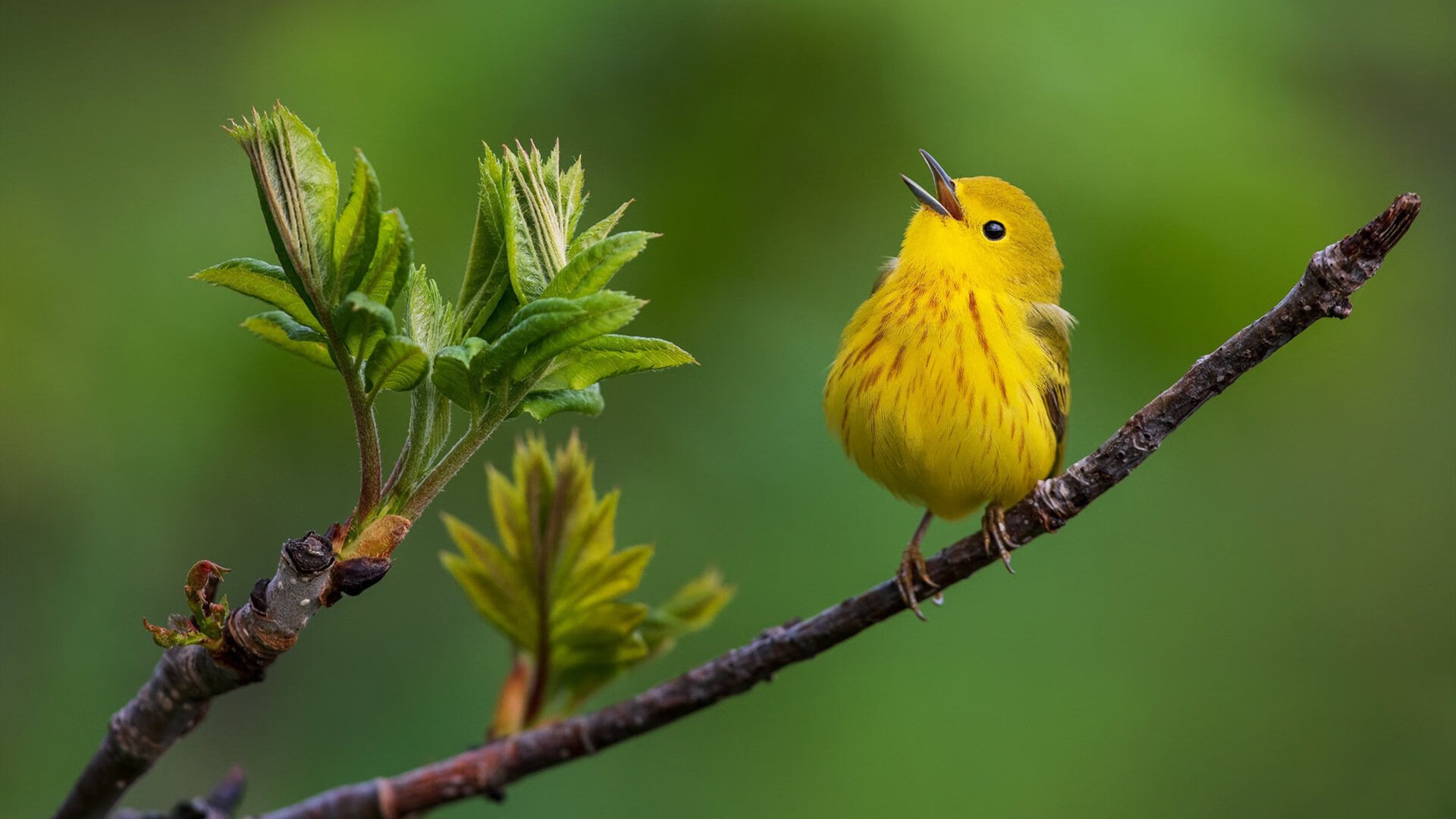 开云体育入口-魔术冲垮黄蜂，爱德华兹防守锁死对手，NBA防守艺术的双重奏