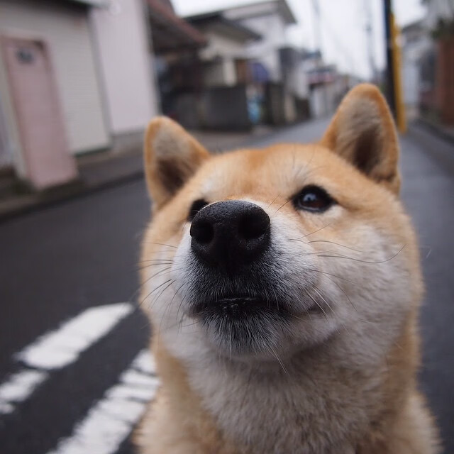 开云体育平台APP-恩比德统治内线，猛龙力克火箭迎三连胜