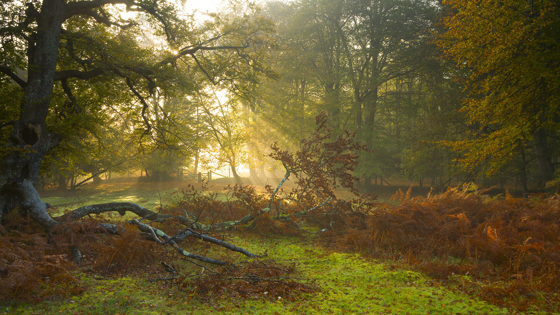 开云平台-双重引擎,范弗利特从NBA鏖战到F1街道赛的统治力